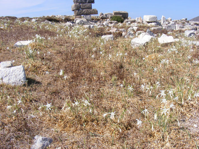 Cnidos011.jpg