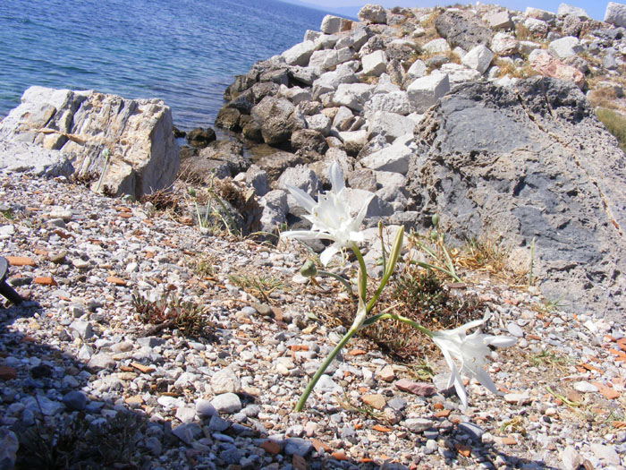 Cnidos014.jpg