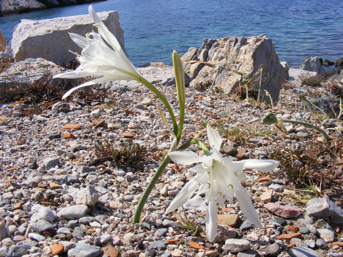 Cnidos026.jpg
