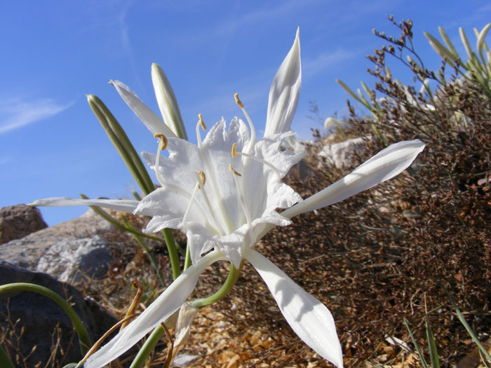 Cnidos037.jpg