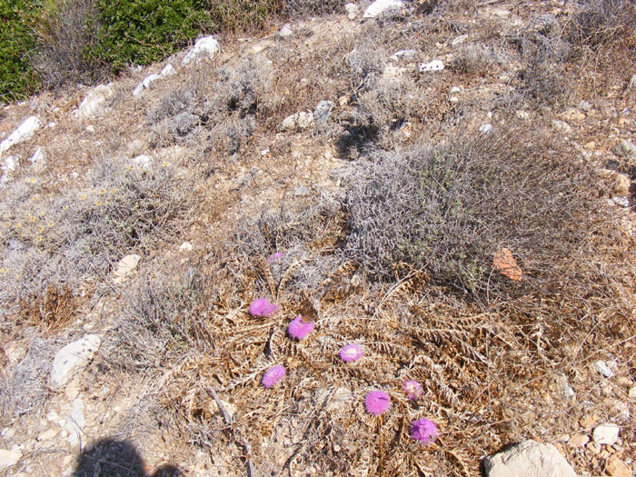 Cnidos043.jpg
