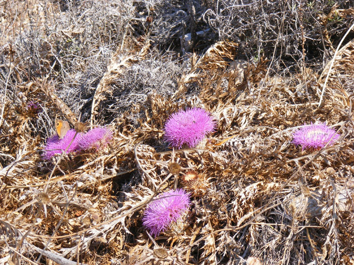 Cnidos048.jpg