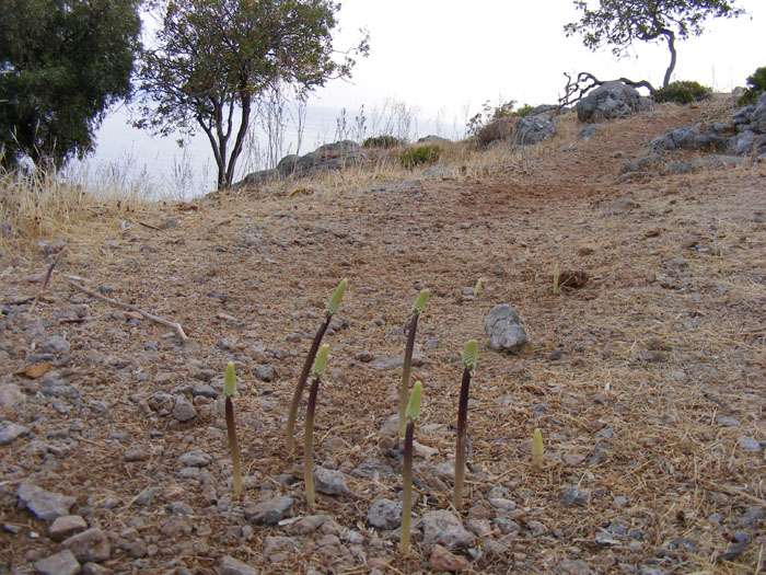 Gemiler051.jpg