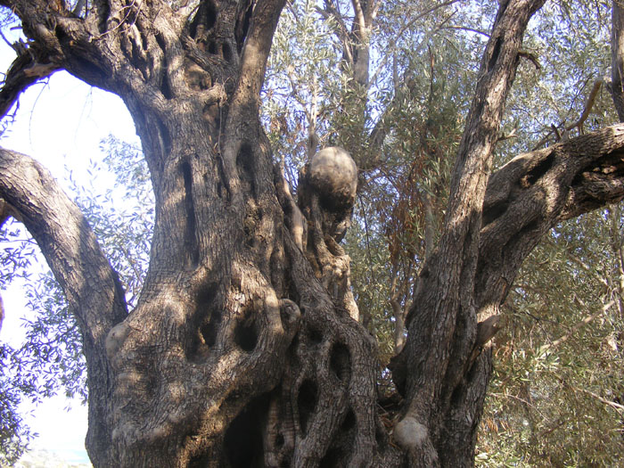 Myra027.jpg