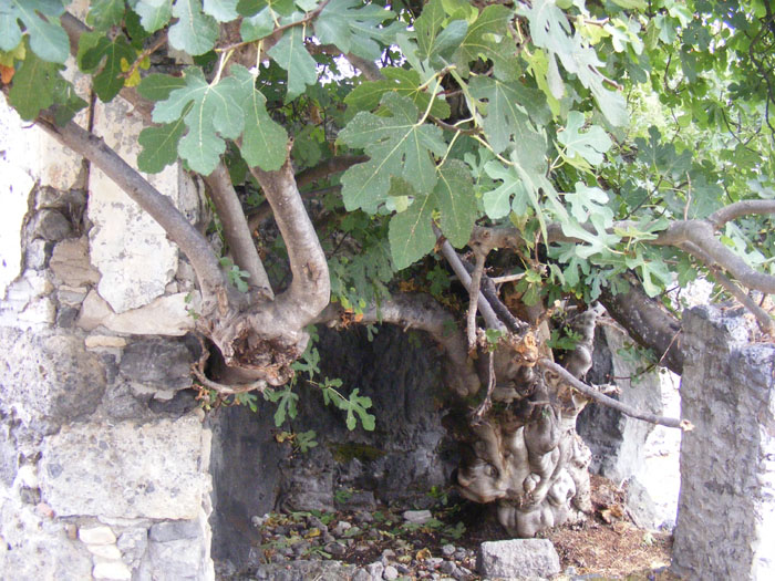 ghost_village029.jpg